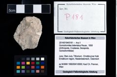 Foto (Objekt + Etikett) von Goniodromites bidentatus (Reuss, 1858)  (NHMW-GEO-2014-0194-0181)
